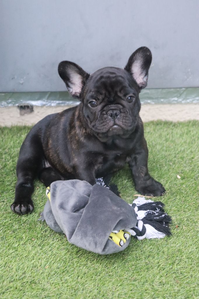 De La Vallee De Dina - Bouledogue français - Portée née le 18/05/2025