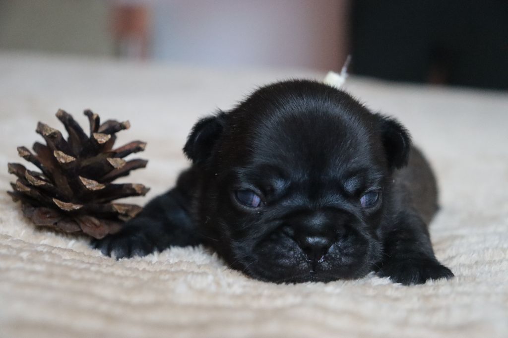 De La Vallee De Dina - Chiots disponibles - Bouledogue français