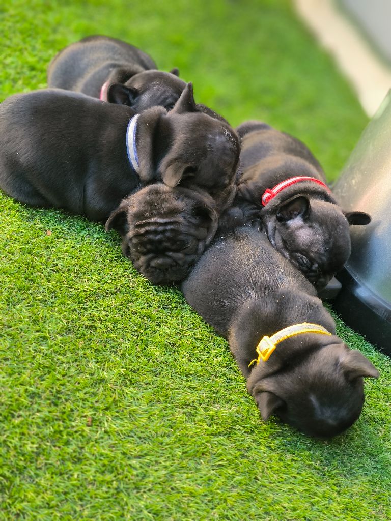 Chiot Bouledogue français De La Vallee De Dina