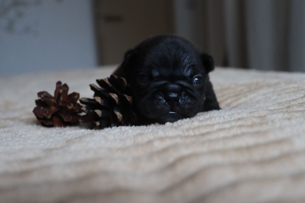 De La Vallee De Dina - Chiots disponibles - Bouledogue français
