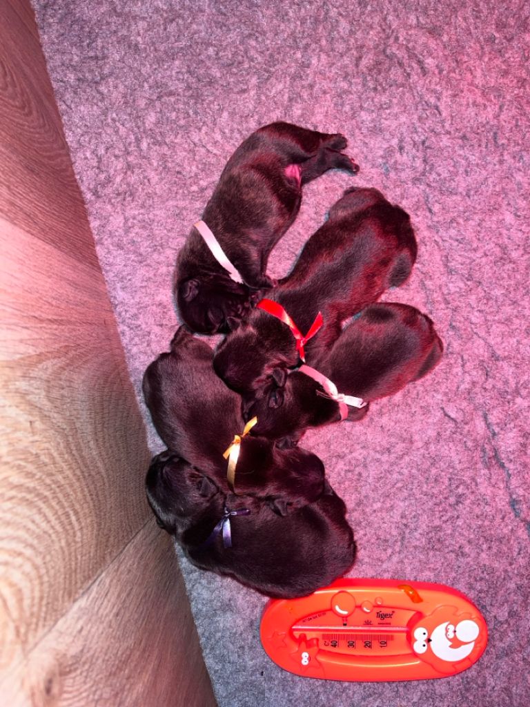 Chiot Bouledogue français De La Vallee De Dina