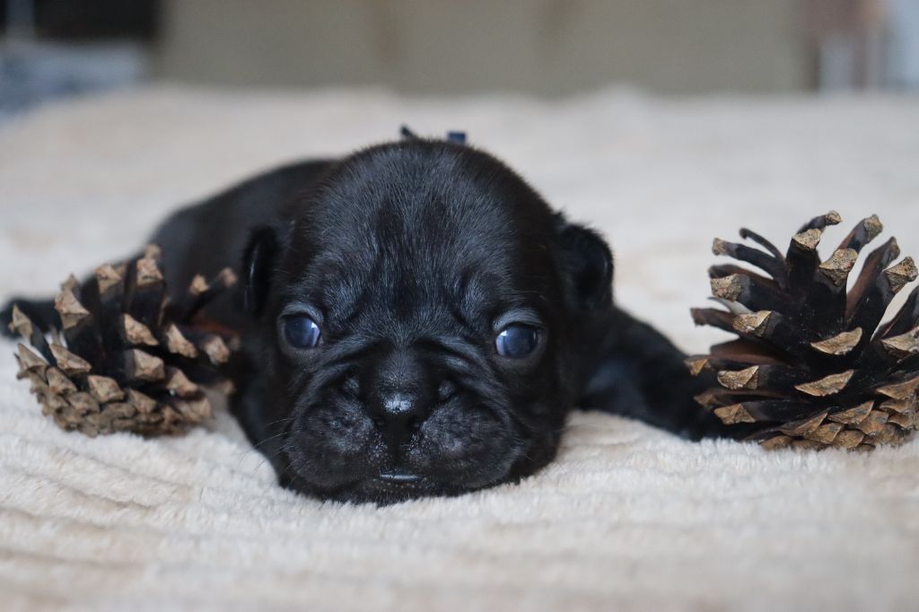 De La Vallee De Dina - Chiots disponibles - Bouledogue français