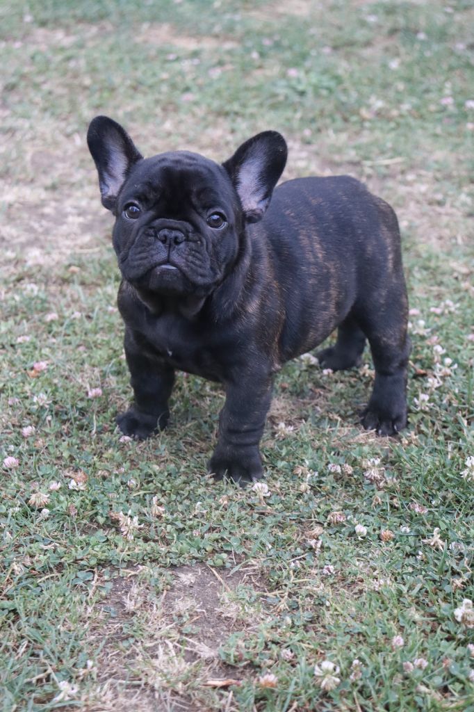 De La Vallee De Dina - Chiots disponibles - Bouledogue français