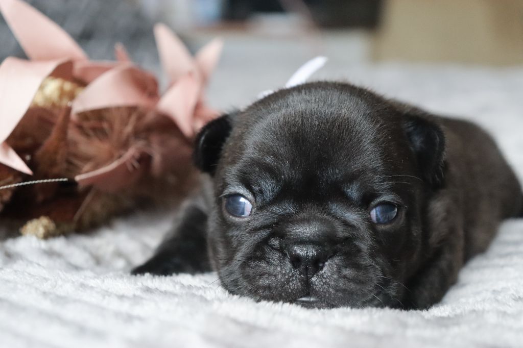 De La Vallee De Dina - Chiots disponibles - Bouledogue français