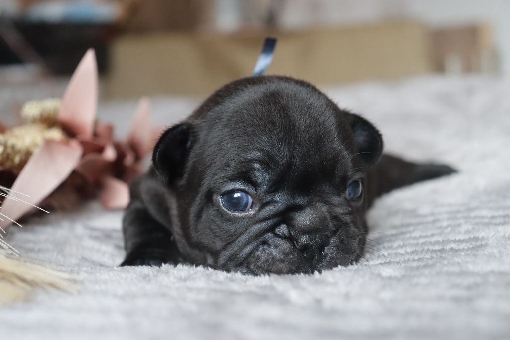 De La Vallee De Dina - Chiots disponibles - Bouledogue français