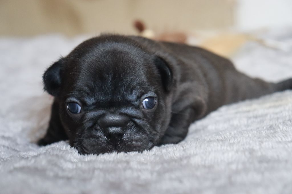 De La Vallee De Dina - Chiots disponibles - Bouledogue français