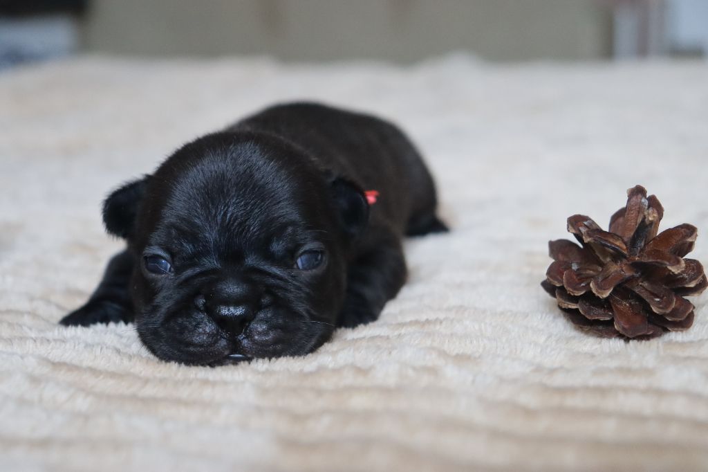 De La Vallee De Dina - Chiots disponibles - Bouledogue français
